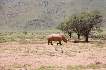 Animals, Trees, Desert, Rhinoceros, Africa HD wallpaper