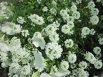 Colorful Flowers a garden makeup 48, white, graphy, green, Flowers, garden, Petunias HD wallpaper