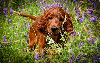 Dog, sweet, animal, dogs, cute, beautiful, puppys, puppy, pretty, animals, lovely HD wallpaper