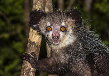 Extra finger discovery, Aye Aye's unique feature, World's weirdest primate, Bizarre adaptation HD wallpaper