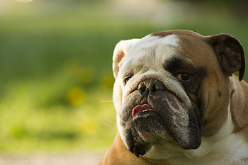 Animals, Dog, Muzzle, Sight, Opinion HD wallpaper