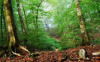 Nature, Trees, Leaves, Forest, Land, Earth, Roots, Haze, Winding, Sinuous HD wallpaper