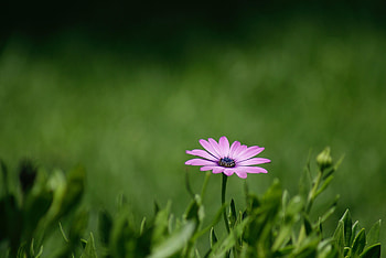 Flower, Flowers, Grass, Violet, Plant, Purple HD wallpaper