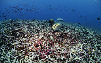 Animals, Fishes, Underwater World, Turtle HD wallpaper