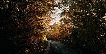 Nature, Trees, Autumn, Road, Forest, Shadows HD wallpaper