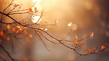 Sunbeam Branches, sunbeam, nature, branch HD wallpaper