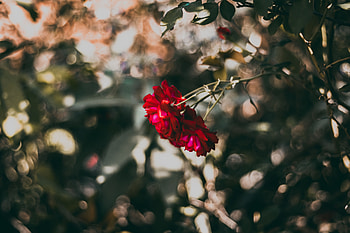 Flowers, Flower, Plant, Rose Flower, Rose, Bloom, Flowering HD wallpaper
