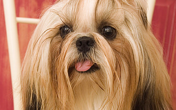 My name is Lupita, sweet, animal, dog, maltese, puppy HD wallpaper