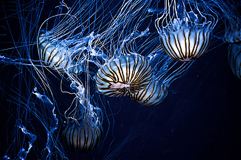 Animals, Jellyfish, Stripes, Streaks, Underwater World, Tentacles HD wallpaper