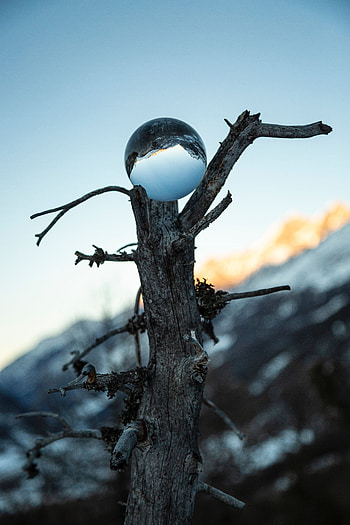 Reflection, Miscellanea, Miscellaneous, Wood, Tree, Glass, Ball HD phone wallpaper