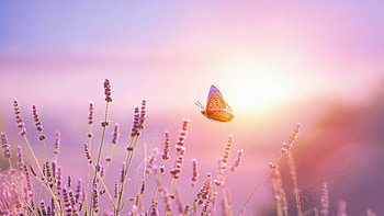 Butterfly And Lavender Flower At Sunrise France, nature, flower, butterfly, lavender, sunrise HD wallpaper