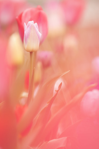 Flowers, Pink, Flower, Plant, Spring, Tulip HD phone wallpaper