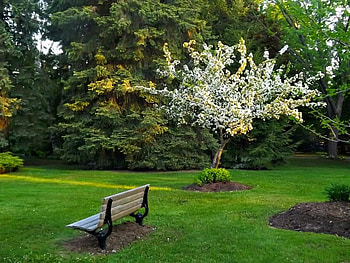 Sunnidale Park, trees, bloosoms, parks, blooms HD wallpaper