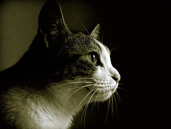 Feline look, animal, kitten, cute, cat, pet HD wallpaper