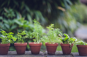 Supermarket herb plants, Keep them alive, Plan your patch, Herb plants HD wallpaper