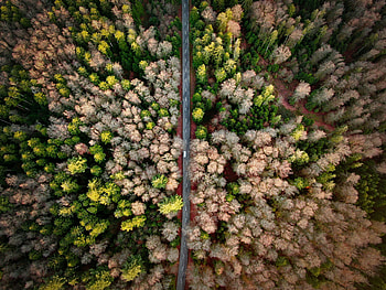 Highway through trees, forest, aerial view HD wallpaper