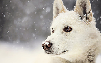 Animals, Dogs HD wallpaper