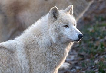 arctic wolve, wolve, arctic, vienna, zoo HD wallpaper