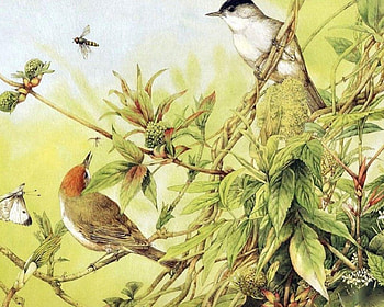 Bird Painting, beak, wings, feathers, bird, perched, art, grass, summer, plant, brown, painting, bug, green, yellow, red, nature HD wallpaper