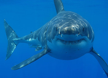 Shark 3D, shark, water HD wallpaper
