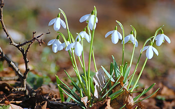 Plants, Snowdrops HD wallpaper