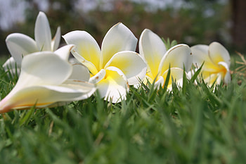 Lan Thom Flowers., nature, flowers, thom, lan HD wallpaper