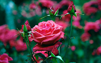 Plants, Flowers, Roses HD wallpaper