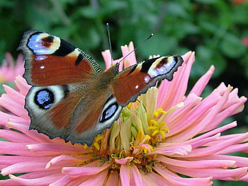 flower with butterfly, nature, flower HD wallpaper