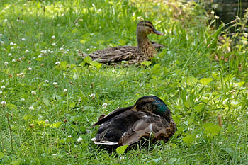 Duck Family, ducks, ducklings, baby ducks HD wallpaper