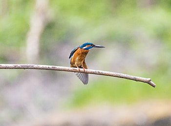 Bird, blur, portrait, kingfisher HD wallpaper