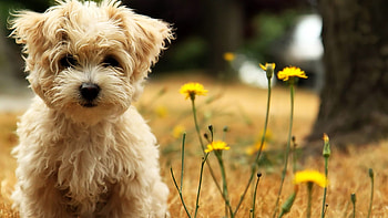 West Highland White Terrier, Puppy innocence, Animal companionship, Beautiful fur HD wallpaper