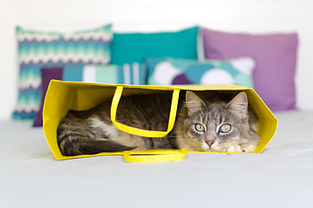 Animals, Cat, To Lie Down, Lie, Package, Packet HD wallpaper