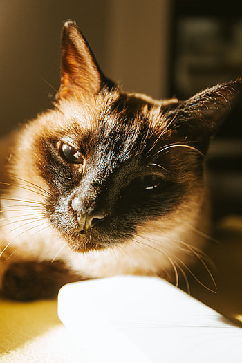 Animals, Cat, Muzzle, Pet, Siamese Cat HD phone wallpaper