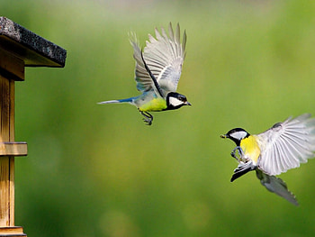 Eurasian blue tit, Birds in flight, , Mobile s HD wallpaper