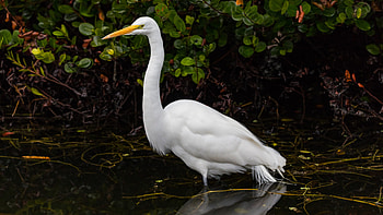 Everglades, Bird species, Florida, United States HD wallpaper