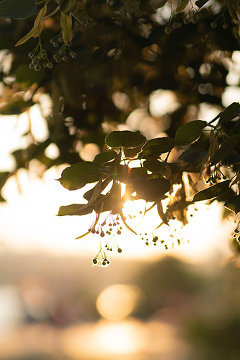 Nature, Leaves, Macro, Glare, Blur, Smooth, Branch HD phone wallpaper