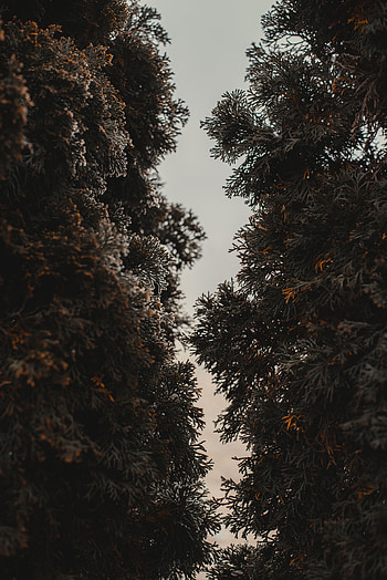 Nature, Trees, Plant, Needles, Thuja, Evergreen HD phone wallpaper