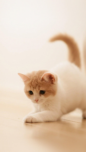 Simple, Cat, love HD phone wallpaper