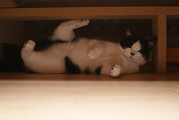 morningsport, bench, room, morning, black white, cat, lovely, sport HD wallpaper