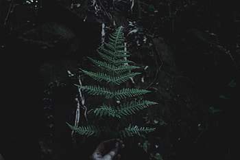 Dark, Sheet, Leaf, Branch HD wallpaper