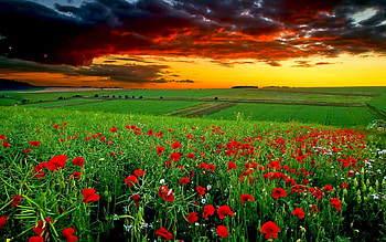Landscape, Nature, Flowers, Sunset, Fields HD wallpaper