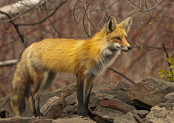 Red Fox, wild, fox, forest, red HD wallpaper