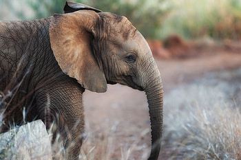 Animal, elephant HD wallpaper