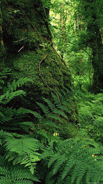Forest , Natural serenity, Tranquil retreat, Enchanted woodlands HD phone wallpaper