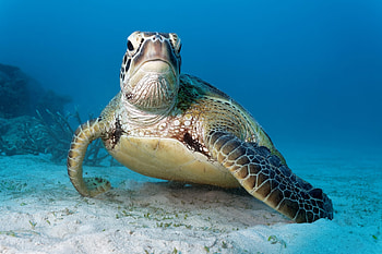 Perilous voyage, Green sea turtle, China seas, Sea turtle HD wallpaper