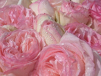 Roses for the Lady, pastel, roses, raindrops, pale, bunch, beautiful, femanine, pink, pretty HD wallpaper