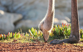 Animals, Ostrich, Africa, Rhea, Nandu HD wallpaper