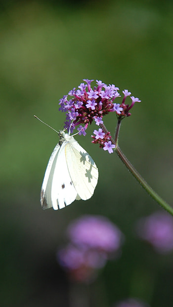 White Butterfly, Adorable Aesthetic HD phone wallpaper