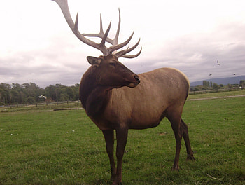 Majestic Elk, majestic, elk, deer, trees, beautiful, park HD wallpaper