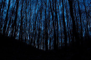 Trees, Night, Dark, Forest HD wallpaper